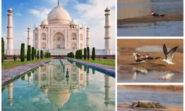 Taj Mahal Tour with Wildlife Safari (Chambal or Bharatpur)