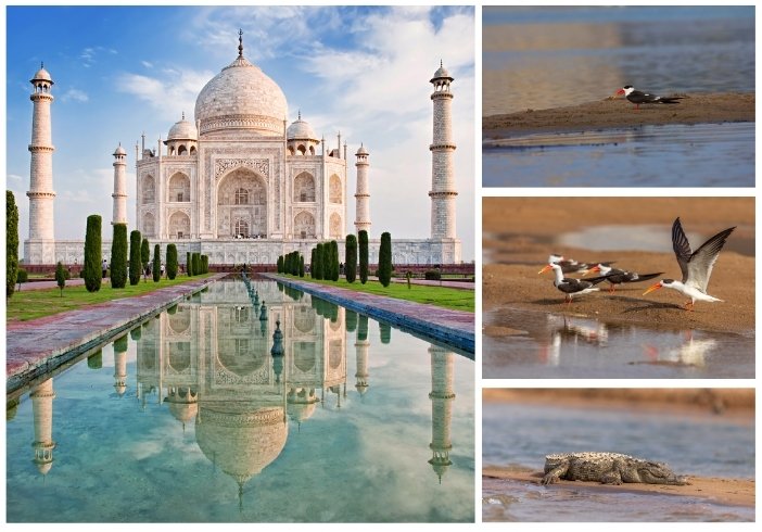 Taj Mahal Tour with Wildlife Safari (Chambal or Bharatpur)