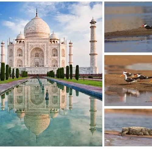 Taj Mahal Tour with Wildlife Safari (Chambal or Bharatpur)
